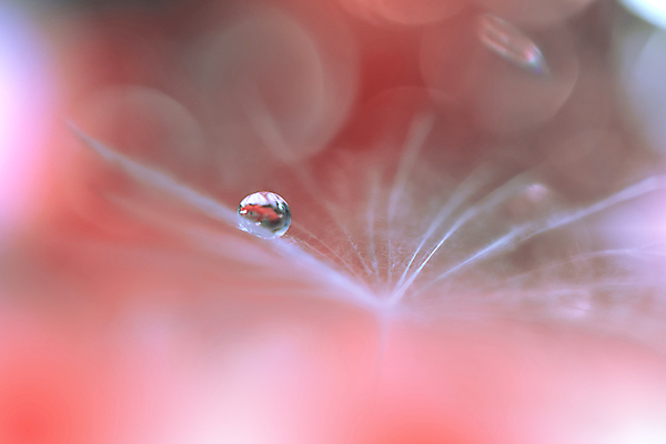 포토 JPG 해외이미지 식물 계절 꽃 실루엣 백그라운드 패턴 오렌지 자연 벽지 추상 건조 사랑 미술 경사 사람없음 옆모습 물 빛 뷰티 놀람 거품 낭만 흰색 물방울 신선 투명 이슬 민들레 묘사 만족 유기농 내추럴 특별함 많음 해외포토 자연요소 웰빙 감정 뷰포인트 컬러 컨셉 무늬 과일 문화예술 촬영기법 표정 생태계 파일형식 이미지허브