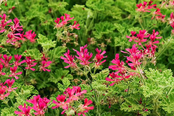 포토 JPG 해외이미지 식물 꽃잎 꽃 줄기 분홍색 백그라운드 잎 꽃무늬 자연 사람없음 장식 빨간색 초록색 파란색 컬러풀 뷰티 정원 보라색 봄 활발 성장 벚꽃 흰색 신선 개화 닫기 냄비 제비꽃 향수 원예 내추럴 고립 꽃수술 영원 제라늄 해외포토 계절 컬러 컨셉 무늬 모션 취미 화장품 솥 생태계 파일형식 이미지허브