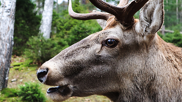 포토 JPG 해외이미지 동물 공원 얼굴 야생동물 백그라운드 포유류 자연 털 뿔 동물원 사람없음 야외 갈색 머리 달러 봄 회색 오픈 입 닫기 숲 큼 방목 혀 사냥 서식지 내추럴 아기사슴 암사슴 반추동물 해외포토 계절 공공시설 새끼 컬러 돈 모션 사슴 신체부위 축산업 크기 암컷 생태계 파일형식 이미지허브
