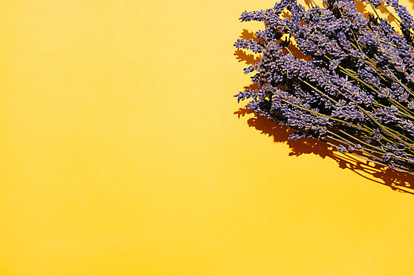 포토 JPG 해외이미지 식물 꽃 꽃다발 백그라운드 자연 주택 건조 건강 선물 사람없음 장식 초록색 뷰티 노란색 우주 보라색 봄 낭만 벚꽃 시골 신선 잠 개화 다발 허브 제비꽃 보따리 향기 냄새 아로마 향 아로마테라피 테라피 라벤더 라일락 내추럴 프랑스어 프로방스 해외포토 문자 계절 컬러 컨셉 건물 생태계 파일형식 이미지허브