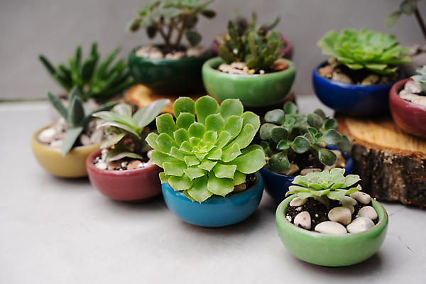 포토 JPG 해외이미지 식물 꽃 화초 백그라운드 잎 꽃무늬 자연 선인장 주택 사람없음 내부 목재 장식 빨간색 초록색 파란색 컬러풀 노란색 정원 봄 회색 신선 도자기 냄비 작음 원예 내추럴 스칸디나비아 심기 해외포토 나무 계절 컬러 무늬 재료 모션 취미 건물 솥 크기 생태계 파일형식 이미지허브