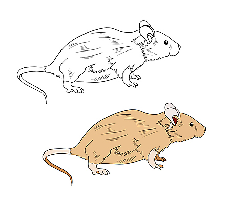 포토 JPG 해외이미지 동물 캐릭터 손 교육 야생동물 선 오렌지 일러스트 학교 자연 흑백 사람없음 그래픽 책 컬러풀 운동 연필 농장 갈색 검은색 흰색 그리기 낙서 쥐 인쇄 만화 스케치 심볼 그림 꼬리 윤곽 페이지 양모 고립 색칠공부 해외일러스트 컬러 농업 과일 모션 학용품 촬영기법 건강 미술 신체부위 학습 필기구 직물 색칠 설치류 생태계 파일형식 이미지허브