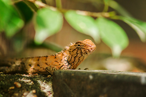 포토 JPG 해외이미지 나무 동물 척추동물 얼굴 야생동물 백그라운드 파충류 자연 생물 멕시코 손바닥 사람없음 야외 초록색 파란색 반려동물 컬러풀 뷰티 갈색 머리 환경 정원 검은색 흰색 막대기 먹기 피부 묘사 도마뱀 이구아나 말레이시아 내추럴 고립 발톱 이국적 카멜레온 해외포토 식물 손 아시아 컬러 북아메리카 모션 발 신체부위 생태계 파일형식 이미지허브