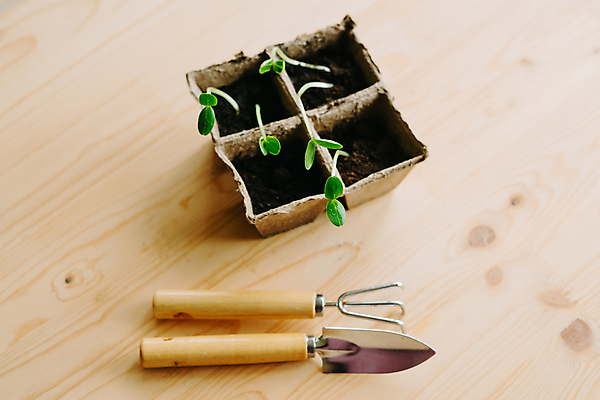 포토 JPG 해외이미지 식물 컨셉 잎 농업 채소 자연 탁자 오이 새로움 씨앗 사람없음 목재 초록색 농장 새싹 환경 정원 흙 봄 재활용 장비 성장 신선 냄비 작음 발사 삽 묘사 에코 유기농 원예 생물학 심플 먼지 내추럴 갈퀴 개발 땅바닥 모종 목록 묘목 생태학 취급주의 해외포토 나무 웰빙 계절 교육 산업 컬러 가구 재료 바닥 경고 취미 솥 크기 친환경 생태계 파일형식 이미지허브