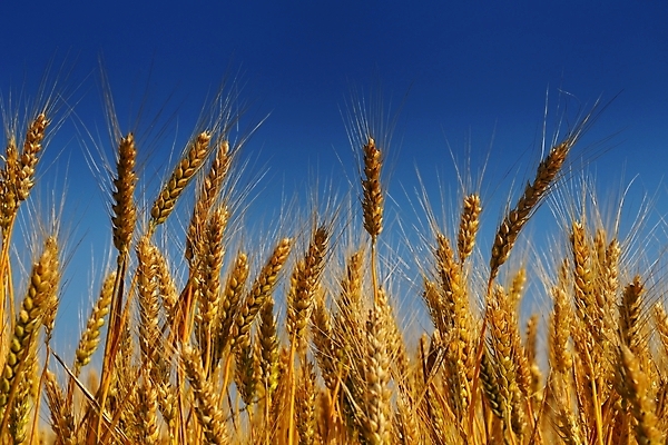 포토 JPG 해외이미지 백그라운드 밭 농업 사람없음 야외 농작물 밀 해외포토 산업 곡류 파일형식 이미지허브