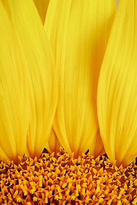 포토 JPG 해외이미지 꽃잎 해바라기 근접촬영 사람없음 노란색 해외포토 꽃 뷰포인트 컬러 파일형식 이미지허브