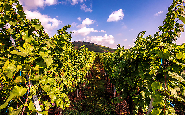 포토 JPG 해외이미지 포도 사람없음 와인 프랑스 시골 포도밭 해외포토 유럽 밭 과일 주류 파일형식 이미지허브