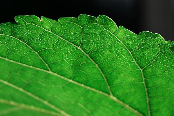 포토 JPG 해외이미지 식물 백그라운드 잎 농업 채소 자연 추상 건강 사람없음 가로 초록색 빛 컬러풀 햇빛 태양 농장 맑음 젖음 성장 광선 신선 닫기 숲 실크 빗방울 허브 질감 채식주의자 해외포토 자연요소 산업 컬러 무늬 모션 날씨 직물 비_날씨 생태계 채식 파일형식 이미지허브