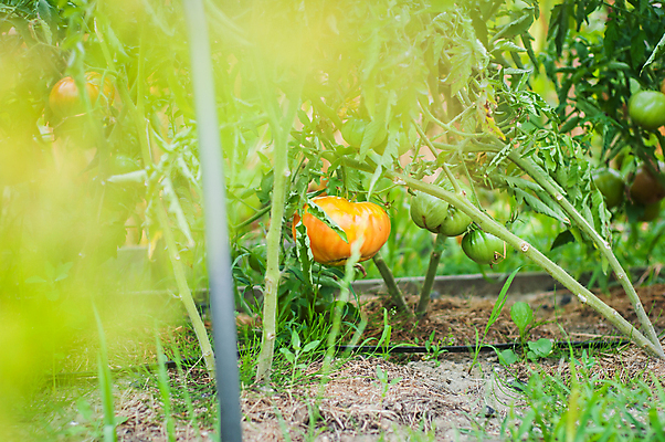 포토 JPG 해외이미지 식물 계절 음식 줄기 백그라운드 잎 농업 토마토 채소 재료 자연 건강 사람없음 야외 초록색 농작물 농장 정원 봄 수확 성장 시골 신선 유기농 생태계 원예 건강식 내추럴 밭일 숙성 식용 온실 채식주의자 세련 해외포토 웰빙 산업 컬러 취미 채식 파일형식 이미지허브