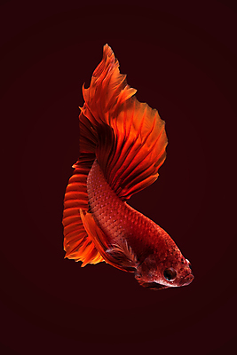 포토 JPG 해외이미지 한마리 검은배경 어류 사람없음 빨간색 베타 해외포토 1 컬러 백그라운드 검은색 수중동물 파일형식 이미지허브