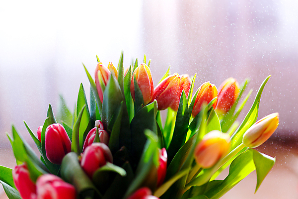 포토 JPG 해외이미지 식물 전통 꽃 분홍색 꽃다발 백그라운드 잎 꽃무늬 자연 탁자 엄마 휴가 발렌타인데이 선물 사랑 사람없음 장식 초록색 파란색 빛 컬러풀 뷰티 우주 귀여움 봄 낭만 튤립 흰색 축하 인사 신선 신용카드 플랫 정상 다발 배열 레이아웃 위치 내추럴 파스텔톤 국경 해외포토 계절 감정 컬러 가구 컨셉 무늬 가족 데이이벤트 금융 예절 생태계 파일형식 이미지허브