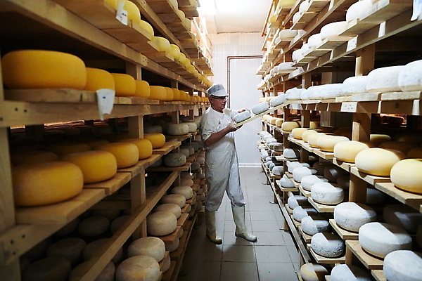 포토 JPG 해외이미지 전신 노년 남자 공장 노동자 치즈 선반 쟁반 작업복 한명 들기 옆모습 제조 저장 발효 수납 숙성 저장소 전통방식 노인남자한명만 해외포토 직업 1 전통 옷 뷰포인트 가구 공업 모션 유제품 사람 성인 남자한명만 노인남자만 파일형식 이미지허브