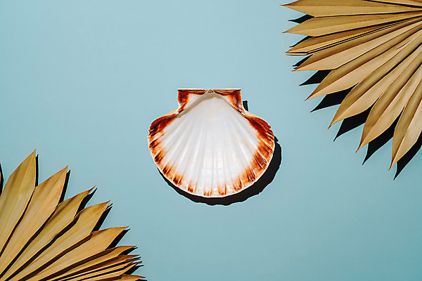 포토 JPG 해외이미지 하늘색 잎 실내 사람없음 조개껍데기 미니멀 해외포토 식물 조개 내부 파란색 파일형식 이미지허브