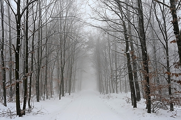 포토 JPG 해외이미지 나무 길 겨울 자연 사람없음 야외 안개 눈 숲 가로수 해외포토 자연요소 식물 계절 날씨 생태계 파일형식 이미지허브