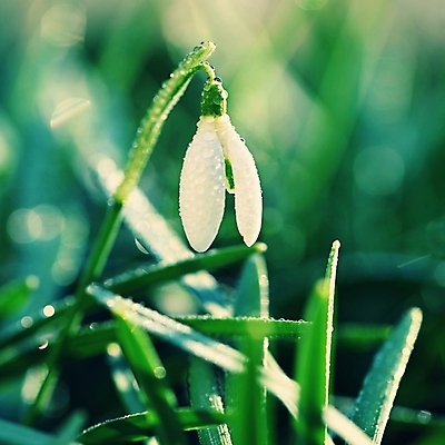 포토 JPG 해외이미지 식물 계절 공원 꽃잎 꽃 줄기 백그라운드 잎 겨울 꽃무늬 자연 새로움 사람없음 야외 초록색 햇빛 태양 뷰티 머리 정원 봄 추위 성장 벚꽃 흰색 신선 개화 숲 내추럴 스노드롭 헌병 해외포토 자연요소 공공시설 컬러 컨셉 무늬 신체부위 군인 생태계 파일형식 이미지허브