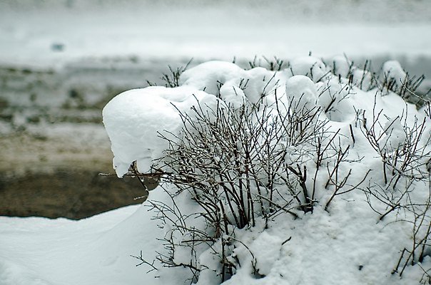 포토 JPG 해외이미지 나무 식물 계절 공원 백그라운드 겨울 밭 자연 하늘 날씨 추상 흑백 풍경 사람없음 야외 목재 파란색 빛 환경 냉동 얼음 검은색 추위 흰색 나뭇가지 숲 12월 서리 러시아 장면 솜털 1월 내추럴 뿌연 눈내림 겨울풍경 해외포토 자연요소 공공시설 유럽 컬러 무늬 농업 재료 눈_날씨 촬영기법 날짜 생태계 파일형식 이미지허브