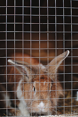 포토 JPG 해외이미지 동물 응시 농업 포유류 자연 부활절 털 동물원 앉기 사람없음 반려동물 농장 가축 시골 아기 토끼 닫기 달콤 설치류 작음 모피 부드러움 새장 솜털 리빙 내추럴 기르기 밭일 해외포토 시선 기념일 산업 모션 사람 감각 맛 크기 생태계 돌봄 케이지 파일형식 이미지허브