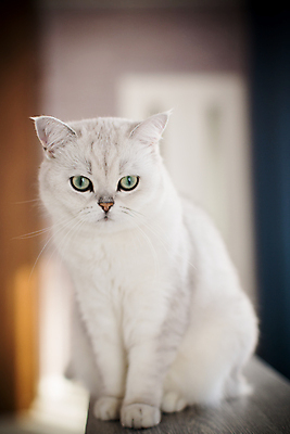 포토 JPG 해외이미지 한마리 응시 실내 앉기 사람없음 아웃포커스 귀여움 고양이 스코티쉬스트레이트 해외포토 1 시선 컨셉 포유류 모션 촬영기법 내부 반려동물 파일형식 이미지허브