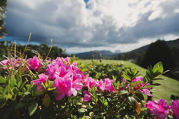 포토 JPG 해외이미지 디자인 꽃 행복 바다 결혼 백그라운드 꽃무늬 의자 탁자 하늘 결혼식 산 손바닥 사랑 이벤트 사람없음 야외 장식 초록색 여름 파란색 뷰티 파티 문 맑음 낭만 수확 흰색 하트 축하 인사 화려 배열 준비 아치 약혼 설정 비네팅 아네모네 접수 해외포토 모양 식물 손 계절 감정 컬러 가구 컨셉 무늬 농업 날씨 촬영기법 예절 약속 파일형식 이미지허브