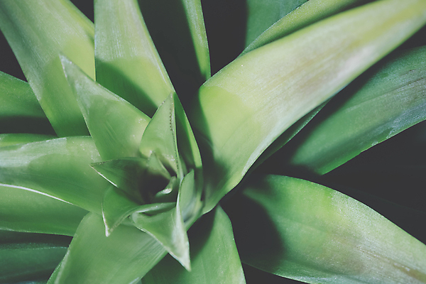 포토 JPG 해외이미지 나무 식물 디자인 백그라운드 잎 패턴 자연 추상 사람없음 초록색 빛 환경 정원 봄 신선 떨어짐 숲 질감 내추럴 해외포토 계절 컬러 컨셉 무늬 생태계 파일형식 이미지허브