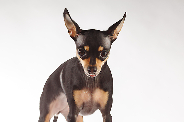 포토 JPG 해외이미지 동물 1 디자인 영어 공원 행복 얼굴 백그라운드 포유류 자연 휴가 사람없음 초록색 반려동물 갈색 귀여움 검은색 어둠 우정 달력 개 코 귀 치와와 송곳니 고립 기르기 미니 유래 총구 해외포토 문자 공공시설 감정 컬러 컨셉 신체부위 친구 치아 생태계 돌봄 파일형식 이미지허브