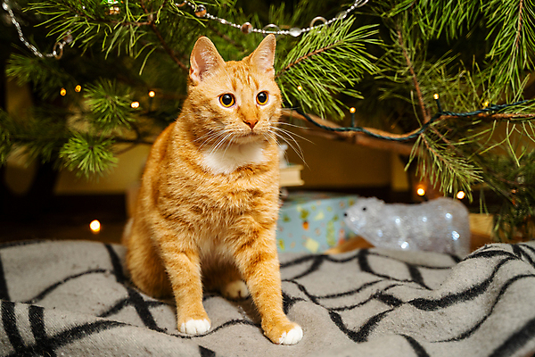 포토 JPG 해외이미지 한마리 응시 크리스마스 실내 사람없음 아웃포커스 선물상자 크리스마스트리 귀여움 고양이 해외포토 1 시선 기념일 컨셉 포유류 촬영기법 선물 내부 반려동물 상자 파일형식 이미지허브