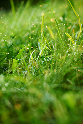 포토 JPG 해외이미지 주간 잔디 사람없음 야외 아웃포커스 젖음 소프트포커스 빗방울 빛망울 해외포토 자연요소 식물 촬영기법 빛 비_날씨 파일형식 이미지허브