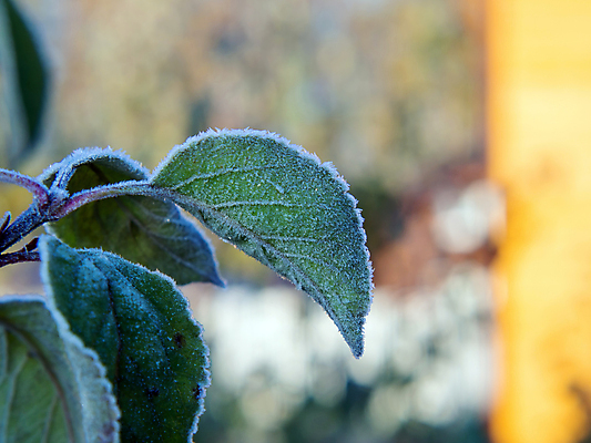 포토 JPG 해외이미지 식물 계절 백그라운드 잎 겨울 밭 자연 아침 날씨 추상 사람없음 야외 초록색 물 빛 햇빛 뷰티 환경 정원 냉동 얼음 추위 흰색 신선 닫기 숲 시원함 크리스탈 질감 서리 내추럴 눈내림 해외포토 주간 자연요소 컬러 무늬 농업 모션 눈_날씨 태양 광석 생태계 파일형식 이미지허브