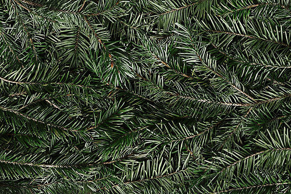 포토 JPG 해외이미지 나무 식물 전통 디자인 배너 계절 백그라운드 잎 크리스마스 겨울 패턴 자연 휴가 선물 사람없음 목재 장식 초록색 컬러풀 뷰티 크리스마스트리 정원 어둠 나뭇가지 신선 소나무 바늘 신용카드 상품 친환경 질감 상록수 침엽수 전나무 내추럴 샬레 가문비나무 해외포토 기념일 컬러 무늬 재료 실험기구 금융 환경 도구 생태계 파일형식 이미지허브