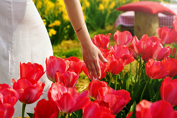 포토 JPG 해외이미지 주간 손 봄꽃 야외 신체부위 봄 만지기 튤립 손뻗기 해외포토 자연요소 계절 꽃 모션 사람 파일형식 이미지허브