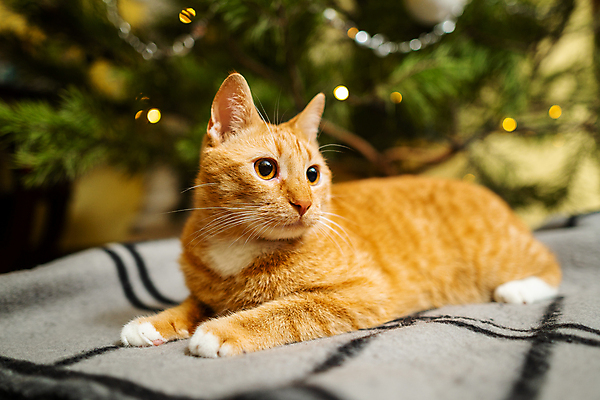 포토 JPG 해외이미지 나무 행복 새끼 포즈 크리스마스장식 크리스마스 겨울 놀이 휴가 휴식 짧은머리 새해 털 실내 사람없음 장식 빨간색 고양이 가축 덮개 호랑이 달콤 저녁 편안함 담요 호기심 생강 전나무 노엘 가문비나무 안락 해외포토 식물 동물 헤어스타일 계절 기념일 감정 컬러 컨셉 채소 포유류 내부 반려동물 뚜껑 감각 맛 야간 파일형식 이미지허브