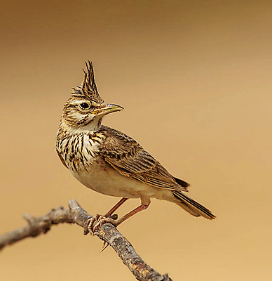 포토 JPG 해외이미지 동물 여행 조류 사람없음 여행객 카타르 해외포토 중동 사람 파일형식 이미지허브
