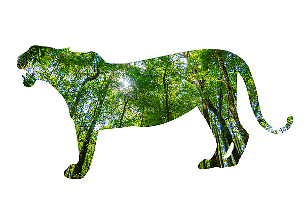 포토 JPG 해외이미지 모양 나무 식물 동물 디자인 실루엣 아시아 지구 야생동물 백그라운드 컨셉 잎 일러스트 포유류 아프리카 자연 동물원 풍경 사람없음 야외 초록색 세계 뷰티 환경 고양이 줄무늬 행성 축하 호랑이 보호 숲 위험 큼 사파리 에코 육식동물 사냥꾼 내추럴 고립 생태학 해외일러스트 직업 교육 나라 컬러 무늬 촬영기법 반려동물 우주 크기 생태계 파일형식 이미지허브