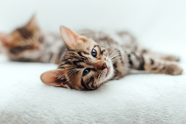 포토 JPG 해외이미지 동물 척추동물 응시 백그라운드 장난 포유류 가족 엄마 수염 주택 털 동양인 사람없음 반려동물 머리 고양이 아기 신생아 점 그룹 황금 달콤 작음 모피 귀 슛 얼룩무늬 표범 기르기 혼자 해외포토 시선 무늬 관계 사람 인종 건물 신체부위 맛 크기 돌봄 파일형식 이미지허브