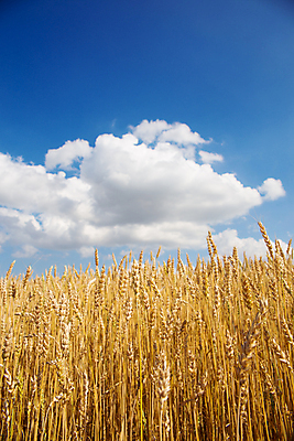 포토 JPG 해외이미지 식물 계절 빵 줄기 백그라운드 밭 농업 자연 하늘 날씨 건조 옥수수 씨앗 사람없음 야외 세로 파란색 농작물 햇빛 태양 농장 노란색 맑음 활발 수확 성장 시골 황금 낟알 땅 시리얼 밀 보리 귀 장면 밀짚 숙성 호밀 세련 해외포토 자연요소 산업 음식 컬러 컨셉 곡류 신체부위 짚 생태계 파일형식 이미지허브