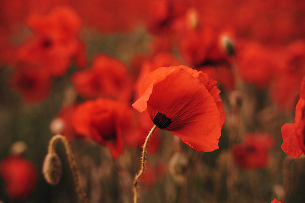 포토 JPG 해외이미지 주간 봄꽃 자연 사람없음 야외 아웃포커스 빨간색 봄 양귀비 해외포토 자연요소 계절 꽃 컬러 촬영기법 생태계 파일형식 이미지허브