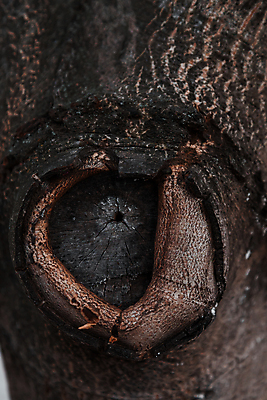 포토 JPG 해외이미지 나무 디자인 공원 백그라운드 패턴 자연 날씨 추상 건조 사람없음 야외 목재 뷰티 갈색 환경 검은색 흰색 나뭇가지 소나무 원형 구멍 거친 센터 닫기 소프트포커스 숲 낟알 천 묘사 질감 매듭 통나무 나무껍질 결 자작나무 내추럴 수목 옛날 해외포토 도형 식물 공공시설 컬러 무늬 재료 모션 촬영기법 껍질 직물 생태계 파일형식 이미지허브