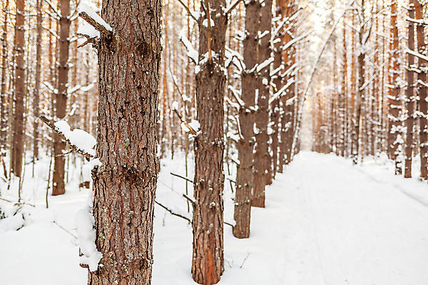 포토 JPG 해외이미지 나무 길 겨울 자연 사람없음 야외 눈 숲 가로수 해외포토 자연요소 식물 계절 날씨 생태계 파일형식 이미지허브