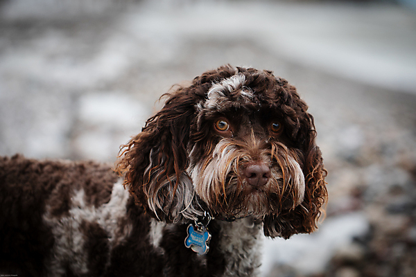 포토 JPG 해외이미지 동물 행복 캐나다 털 종류 사람없음 야외 반려동물 갈색 흰색 작업 개 주식 사냥개 왕국 해외포토 감정 컬러 북아메리카 포유류 금융 파일형식 이미지허브