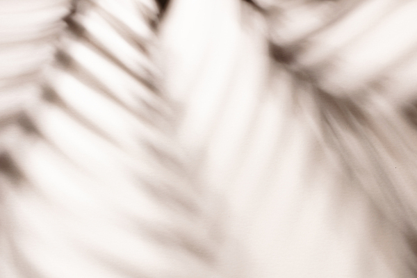 포토 JPG 해외이미지 나무 식물 디자인 실루엣 벽 백그라운드 잎 패턴 추상 숙이기 손바닥 그림자 사람없음 반사 낭만 황금 소프트포커스 블러 양치류 해외포토 손 포즈 컨셉 무늬 촬영기법 파일형식 이미지허브