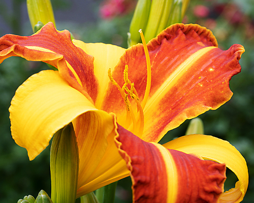포토 JPG 해외이미지 식물 계절 꽃잎 꽃 꽃무늬 자연 사람없음 야외 빨간색 환경 정원 봄 성장 벚꽃 신선 개화 닫기 관목 생태계 원예 화단 내추럴 영원 해외포토 나무 컬러 무늬 모션 취미 파일형식 이미지허브