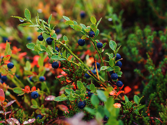 포토 JPG 해외이미지 식물 계절 열매 음식 백그라운드 잎 농업 다이어트 과일 자연 디저트 건강 사람없음 목재 초록색 파란색 농작물 어둠 수확 성장 나뭇가지 신선 달콤 맛 숲 먹기 관목 유기농 블루베리 날것 내추럴 숙성 채식주의자 맛있는 해외포토 나무 웰빙 산업 컬러 컨셉 재료 모션 생태계 채식 파일형식 이미지허브