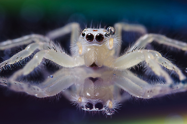 포토 JPG 해외이미지 꽃 사람없음 사막 게 흰색 거미 동물상 해외포토 식물 컬러 곤충 갑각류 조형물 파일형식 이미지허브