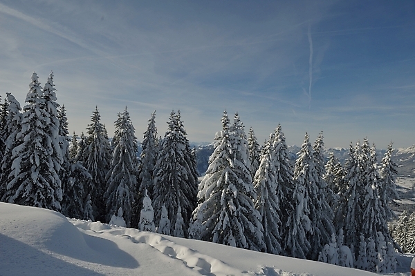 포토 JPG 해외이미지 주간 나무 겨울 하늘 사람없음 야외 설원 눈 겨울풍경 눈덮임 해외포토 자연요소 식물 계절 컨셉 날씨 눈_날씨 풍경 파일형식 이미지허브