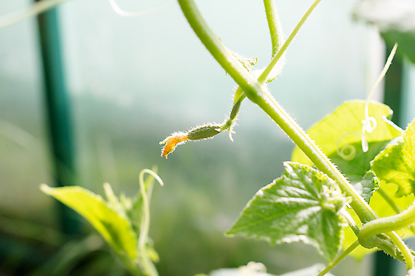 포토 JPG 해외이미지 식물 계절 꽃 지구 음식 줄기 백그라운드 잎 농업 채소 자연 오이 새로움 건강 사람없음 초록색 빛 농작물 농장 노란색 새싹 환경 정원 흙 봄 수확 성장 신선 작음 유기농 원예 내추럴 땅바닥 모종 묘목 밭일 생태학 온실 채식주의자 세련 해외포토 나무 웰빙 교육 산업 컬러 컨셉 바닥 취미 크기 생태계 채식 파일형식 이미지허브