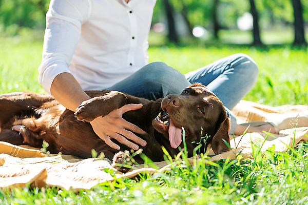 포토 JPG 해외이미지 주간 한마리 남자 행복 반려견 여유 휴식 함께함 한명 앉기 잔디 상반신 성인 야외 옆모습 아웃포커스 반려동물 눕기 소풍 강아지 래브라도리트리버 돗자리 성인남자한명만 쓰다듬기 해외포토 자연요소 식물 동물 1 감정 뷰포인트 컨셉 모션 촬영기법 사람 야외활동 개 리트리버 남자한명만 성인남자만 파일형식 이미지허브