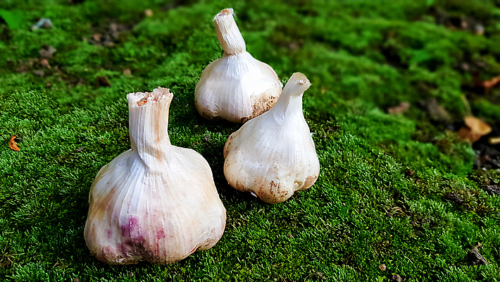 포토 JPG 해외이미지 식물 잡화 계절 음식 백그라운드 농업 채소 재료 전구 자연 건강 마늘 요리 사람없음 농작물 농장 식사 수확 흰색 신선 양념 그룹 시장 맛 허브 향신료 유기농 질감 매움 날것 흙더미 제비 내추럴 숙성 채식주의자 해외포토 웰빙 산업 컬러 컨셉 조류 흙 생태계 채식 향미료 파일형식 더미 이미지허브