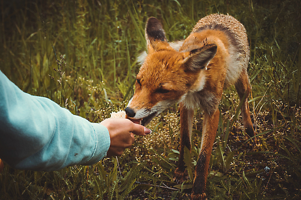 포토 JPG 해외이미지 주간 한마리 손 야생동물 야외 신체부위 먹기 주기 여우 비네팅 해외포토 자연요소 동물 1 포유류 모션 촬영기법 사람 파일형식 이미지허브