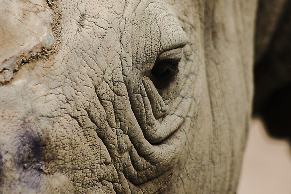 포토 JPG 해외이미지 동물 공원 얼굴 야생동물 백그라운드 아프리카 자연 초식동물 추상 조명 뿔 흑백 동물원 사람없음 야외 검은색 힘 흰색 아기 오픈 주름 닫기 위험 큼 사파리 피부 묘사 질감 멸종 코뿔소 남쪽 내추럴 옛날 전국 해외포토 공공시설 나라 컬러 컨셉 무늬 포유류 모션 촬영기법 사람 신체부위 크기 방향 생태계 파일형식 이미지허브