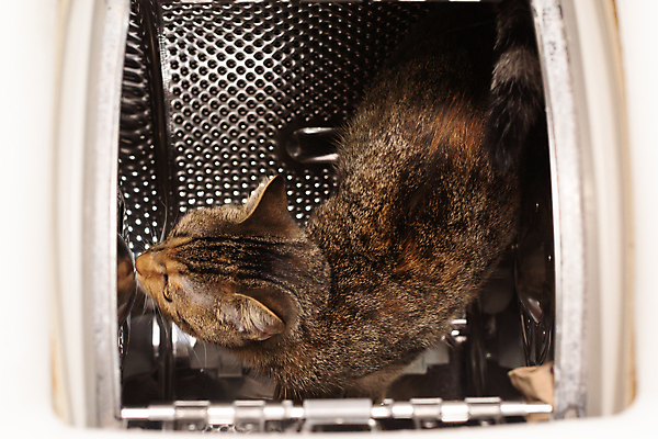 포토 JPG 해외이미지 동물 여자 행복 오렌지 포유류 짧은머리 털 실내 건강 종류 사람없음 반려동물 기계 줄무늬 회색 점 구멍 닫기 달콤 작음 담요 크림 순환 드럼 귀 육식동물 세탁기 주둥이 기르기 수표 스테인레스 갈색배경 해외포토 헤어스타일 감정 컬러 백그라운드 무늬 과일 모션 타악기 사람 내부 신체부위 갈색 가전제품 맛 크기 돌봄 파일형식 이미지허브